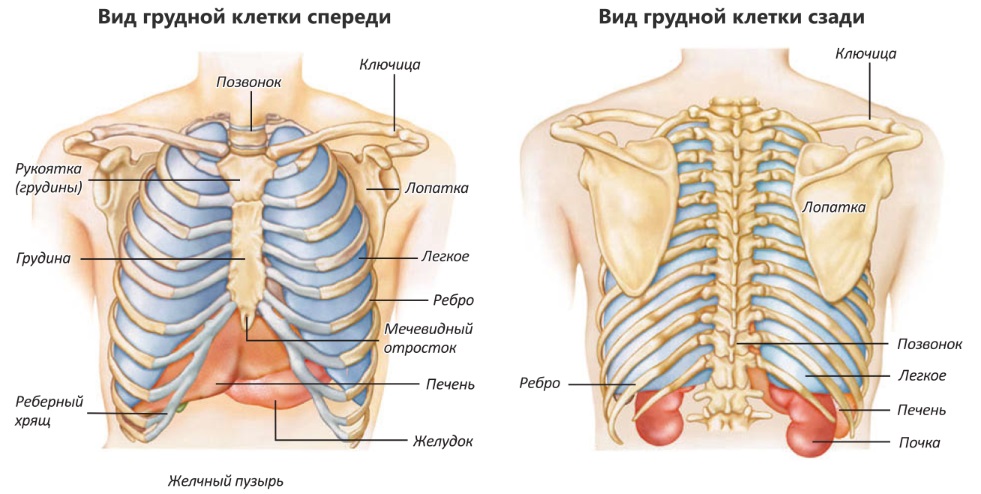 Лопатка грудина. Грудная клетка человека строение анатомия с органами. Строение грудной клетки с органами сзади. Грудная клетка вид сзади анатомия. Анатомия легкие расположение человека сзади.