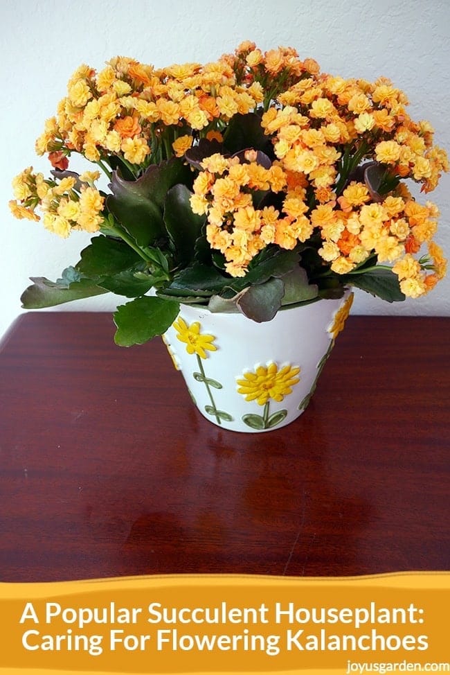 a kalanchoe with fully open double yellow flowers in a white pot with yellow flowers sits on a table the text reads A Popular Succulent Houseplant- Caring For Flowering Kalanchoes