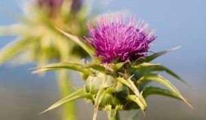 Milk Thistle