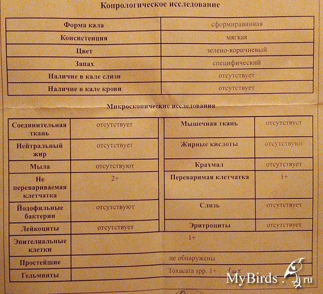 Исследования фекалий. Анализ кала. Копрологическое исследование анализ. Копрологический анализ кала. Копрологические исследования (исследования кала).