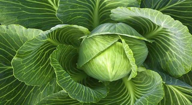 Natural Laxatives for Constipation Relief cabbage